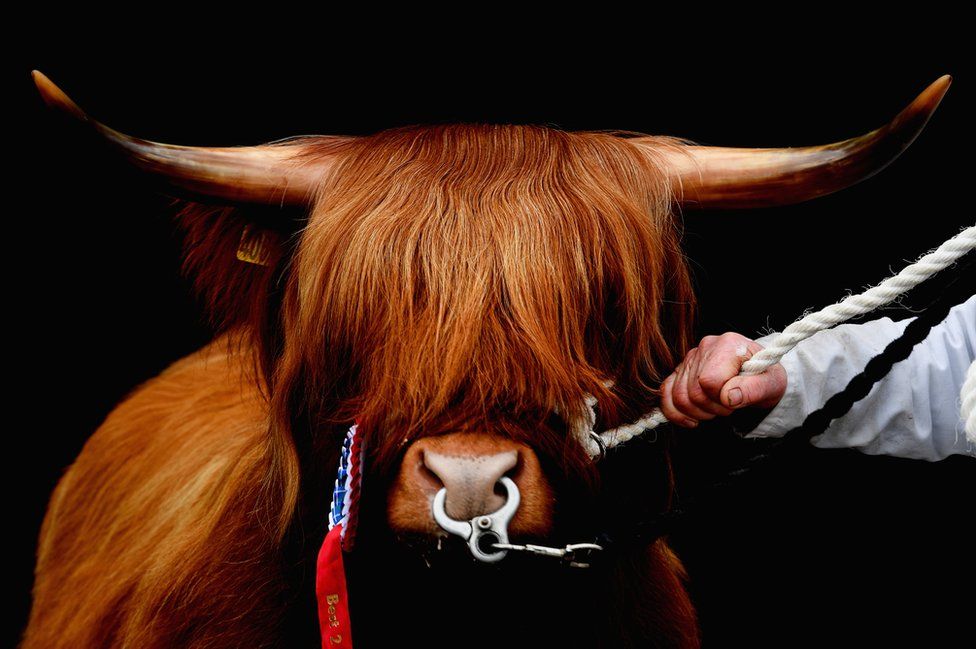 A pedigree highland cow is put on show in Oban, Scotland.