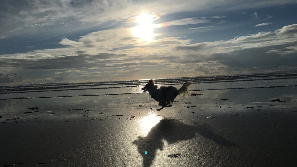 Dog running along Newgale Beach, Pembrokeshire