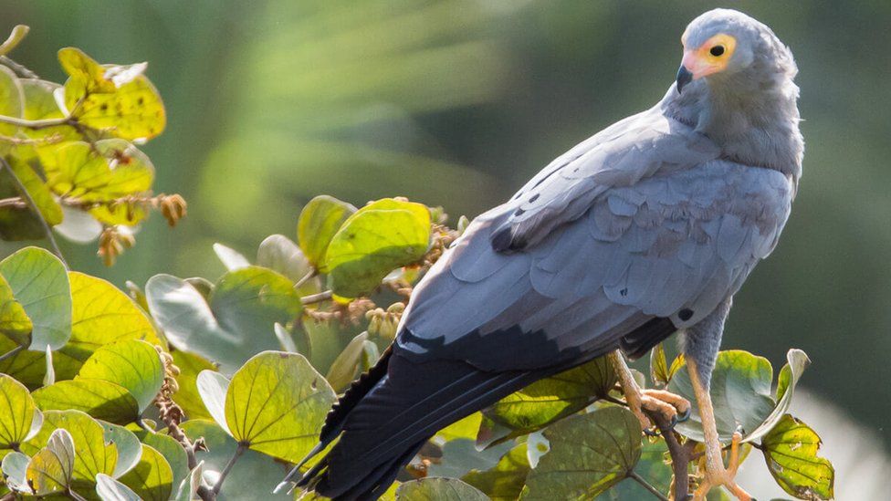 African harrier perched on a branch