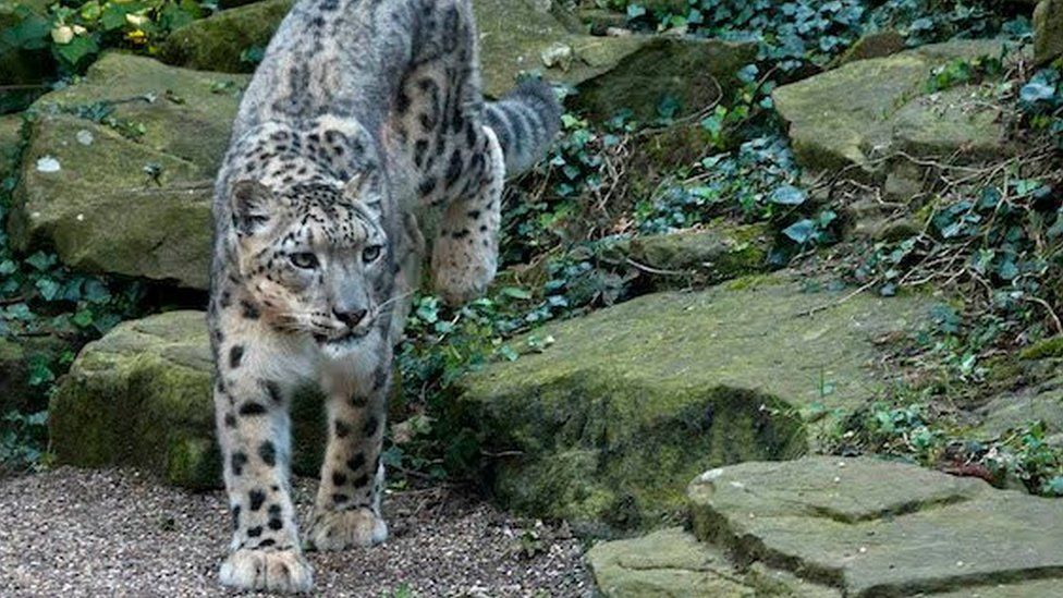 Himani, snow leopard whose seven cubs helped conservation efforts, dies  aged 17, Animals