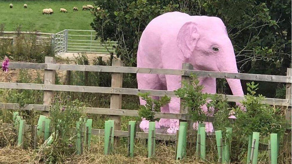 The pink elephant