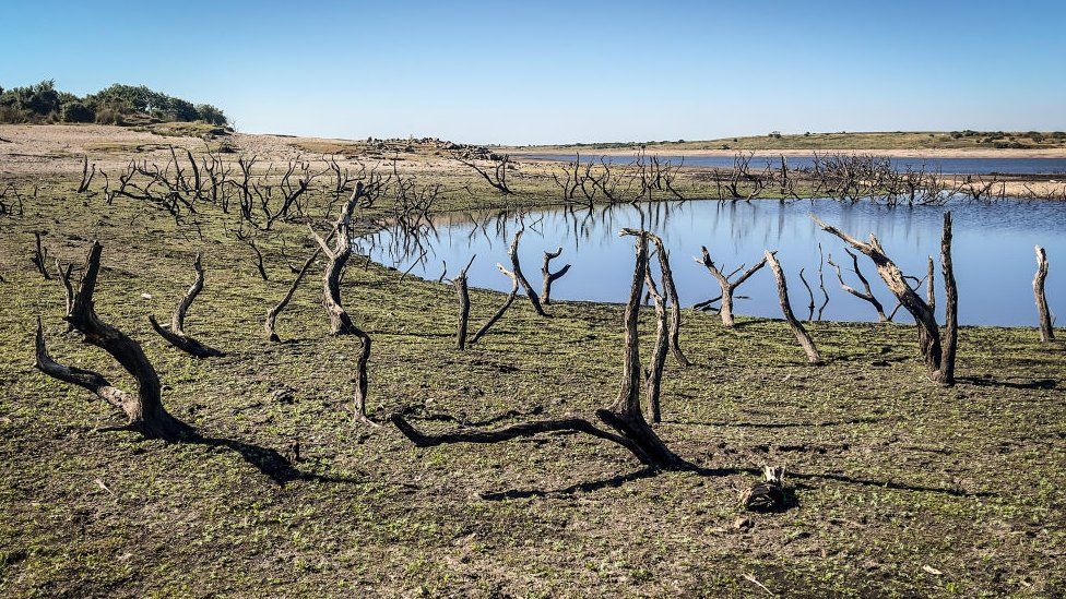 The skeletons of old trees.