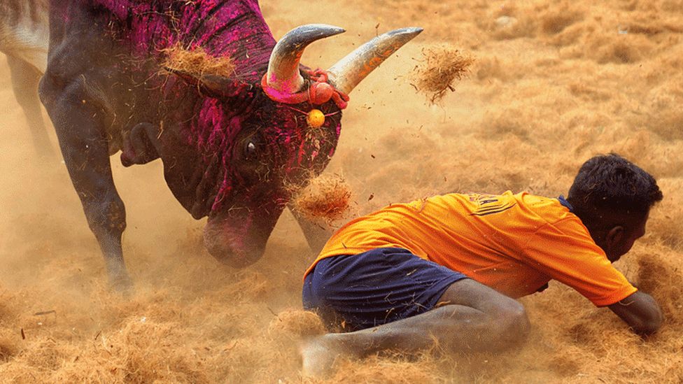A bull about to attack a young contestant at a Jallikattu, Tamil Nadu (file photo)