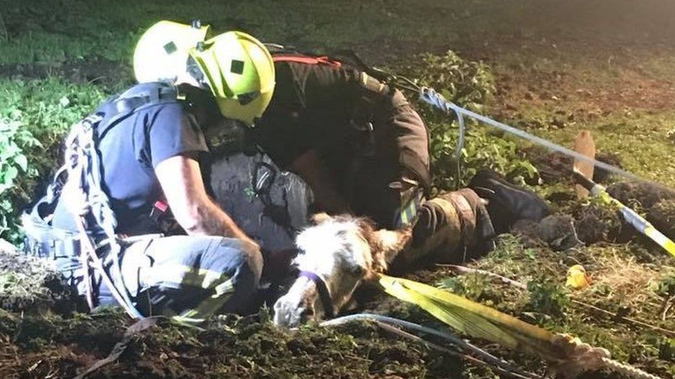 Firefighters rescuing the donkey