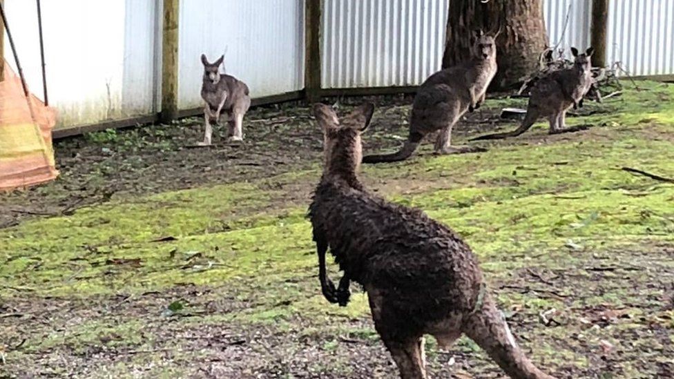 The kangaroo looking at other kangaroos in the enclosure