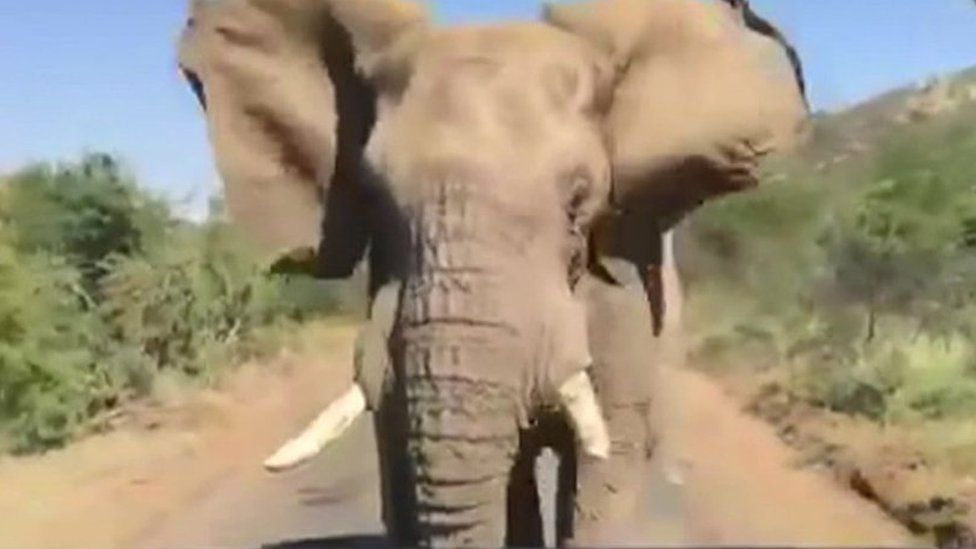 Elephant chasing