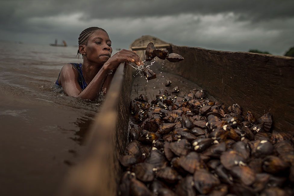 Séphora dives for clams in the Mangrove Marine Park, a fragile nature reserve in Bas-Congo, Democratic Republic of the Congo