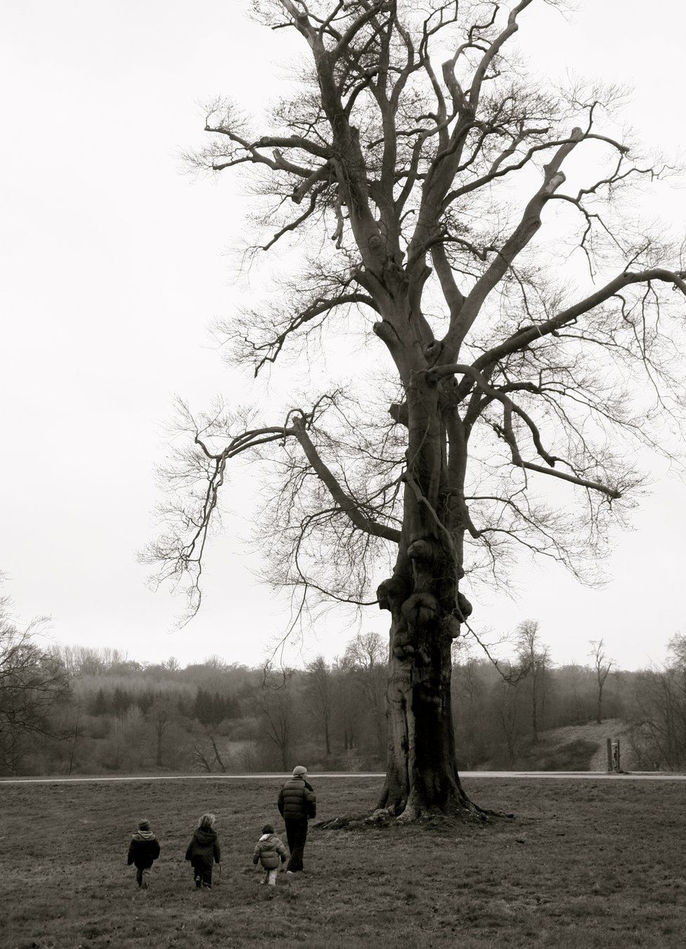 A family walk next to a tree