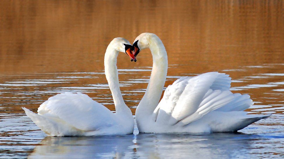 two swans forming a heart with their necks