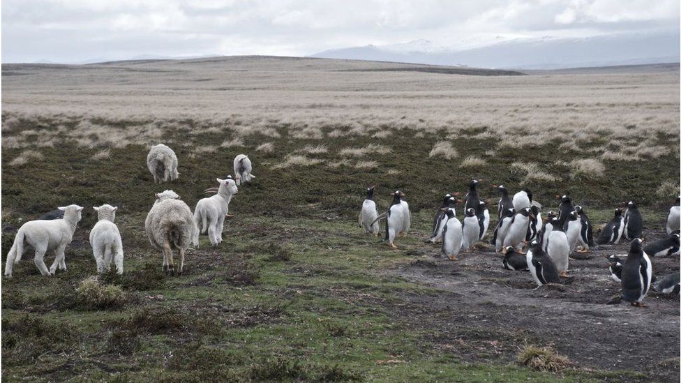 Penguins and sheep near Berthas Beach, Falkland Islands
