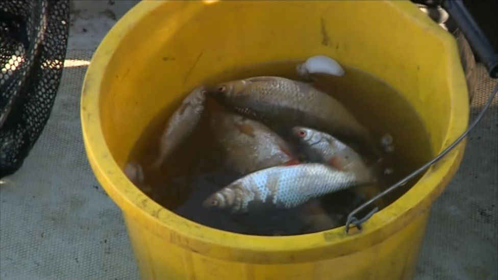 Dead fish in a bucket