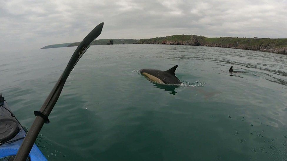 Dolphins at sea