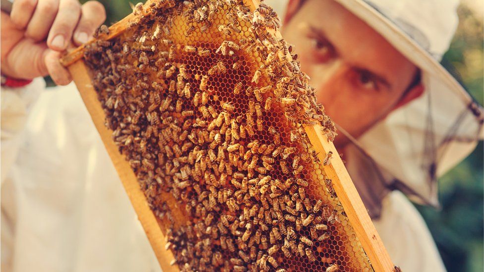 A beekeeper