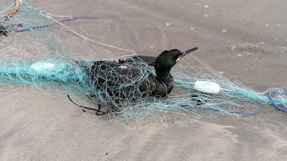 Birds caught in fishing gear die on Cornwall beach - BBC News