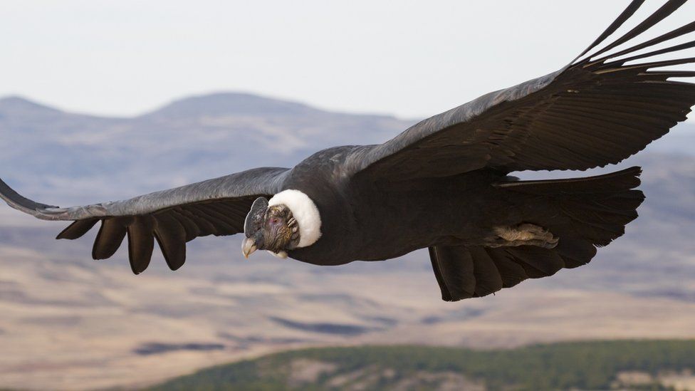 An Andean condor