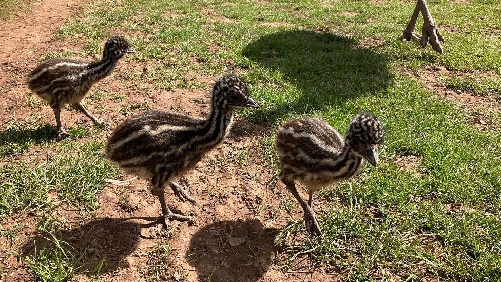 Three emu chicks
