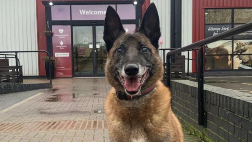 West Midlands Fire Service dog goes blind "overnight" BBC News