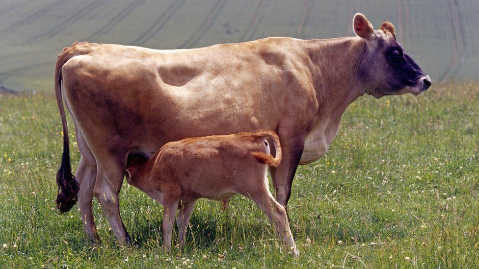 Джерсийская корова и теленок