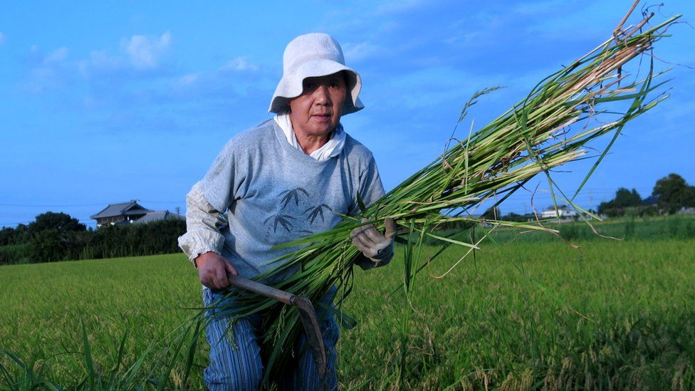 Japanese agricultural worker in a rice field