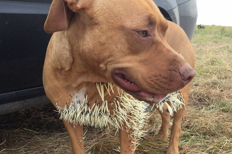 pitbull attacked by porcupine