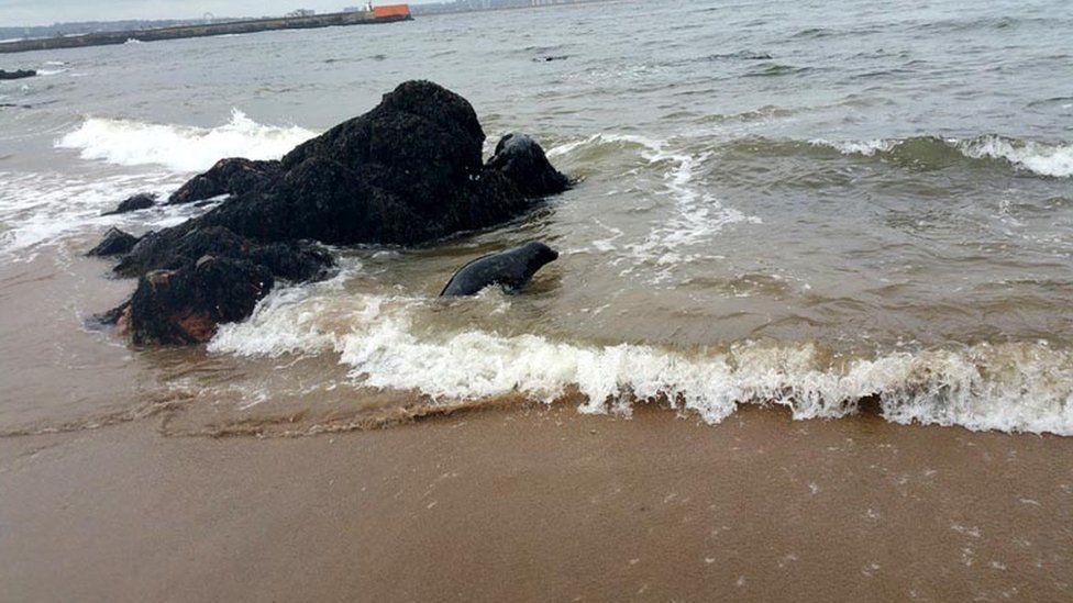 Seal found tangled in nets at Cruden Bay returned to sea BBC News