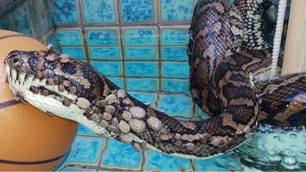 Carpet python covered in ticks in a Queensland pool