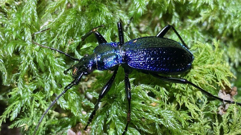 The Blue Ground Beetle