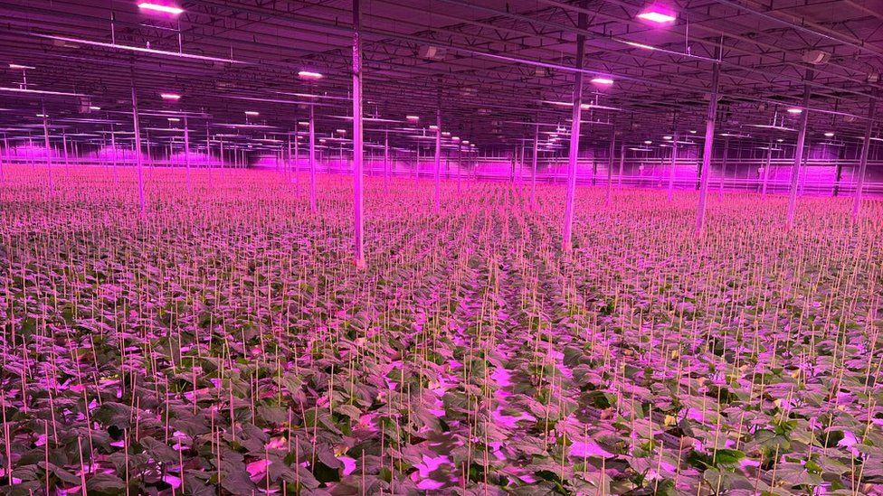 Plants growing in the pink light