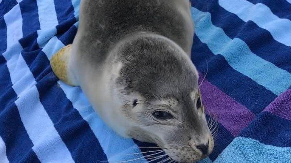 Seal pup on striped blue towel