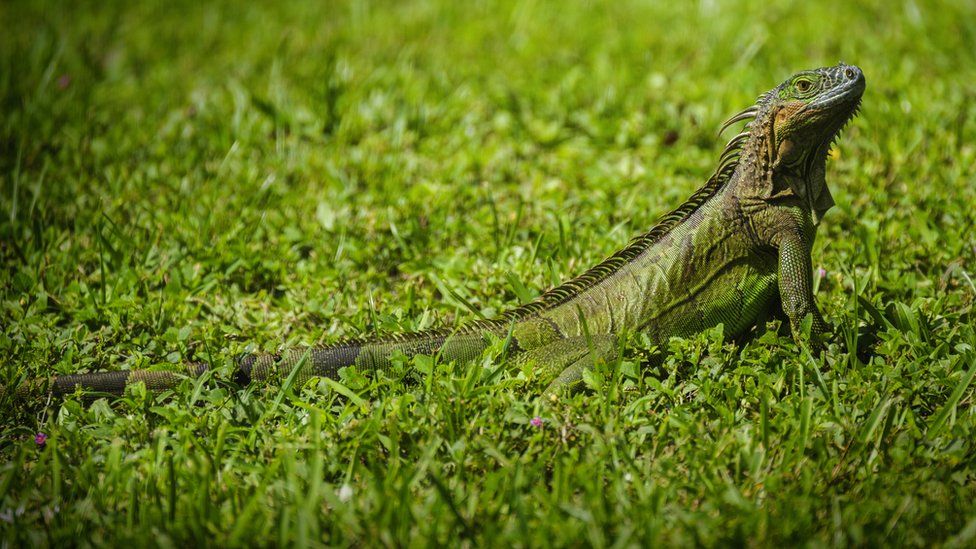 iguana-in-the-grass.