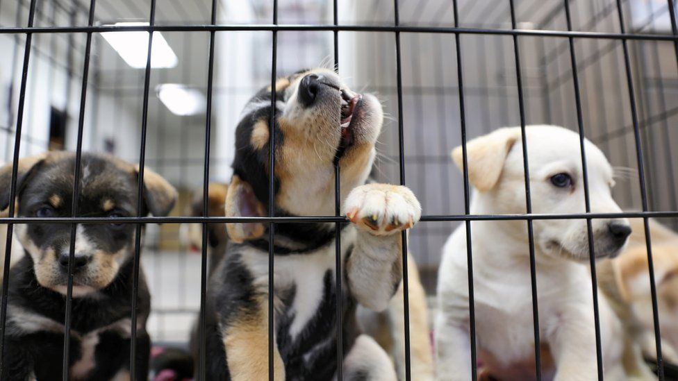Three puppies in a cage.