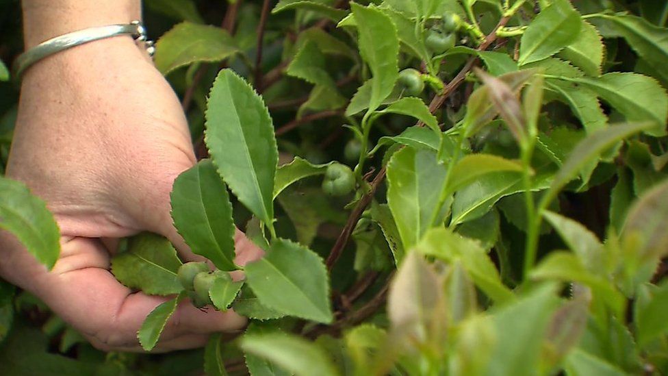 Britain’s traditional cuppa is usually imported but one woman has started farming tea in Wales