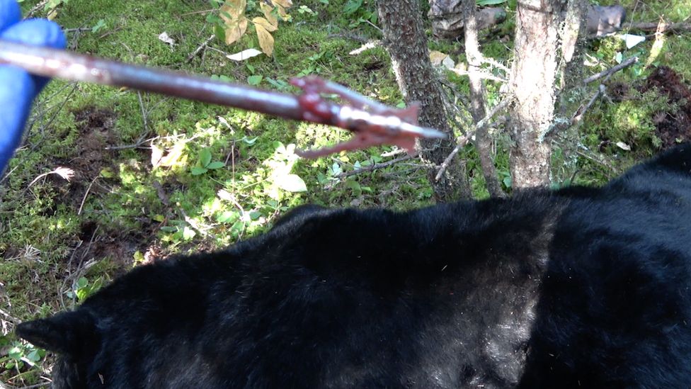 Arrow used in shooting the bear