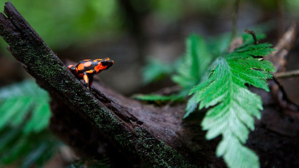 a poison dart frog in a natural environment