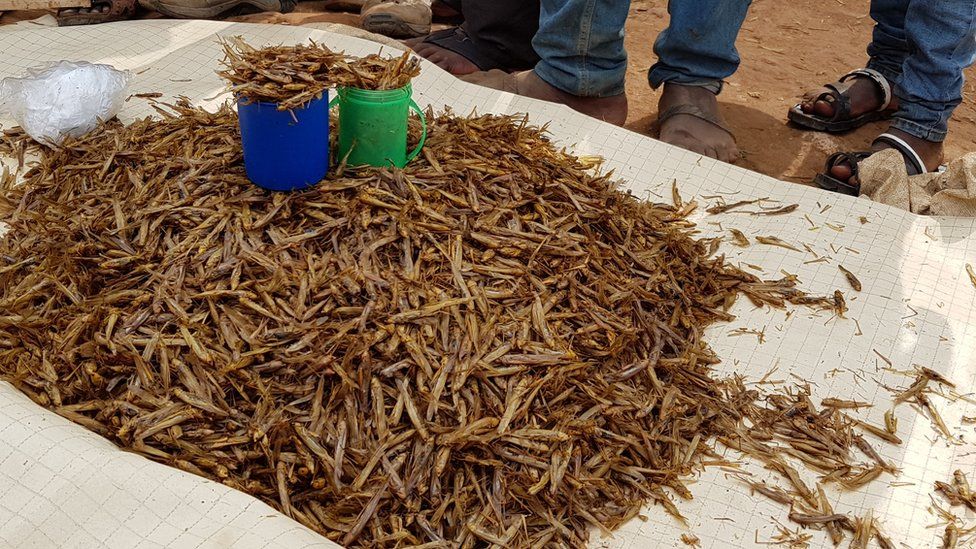 Pile of grasshoppers