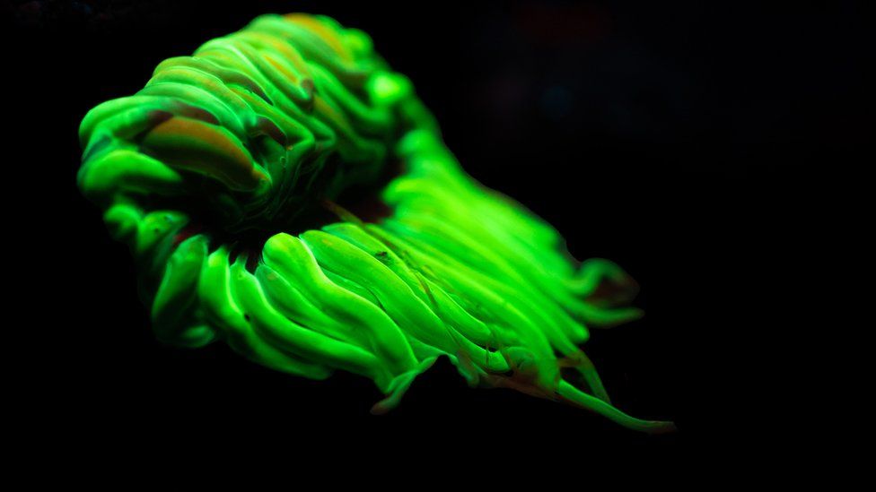 A bright green anemone on a black backdrop