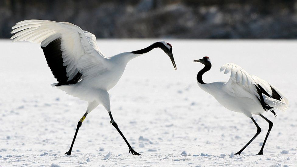 Animals that love the snow - BBC Newsround