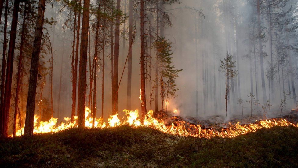 Fire burns in Karbole, Sweden, on July 15, 2018. Due to the dry weather, 80 wildfires burned in Sweden.