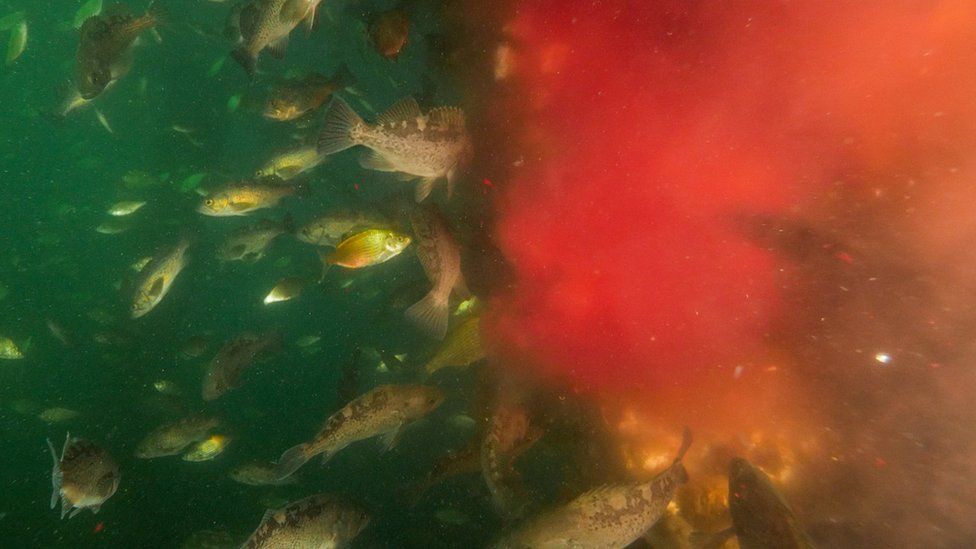 Fish swimming near effluent being released from a processing plant