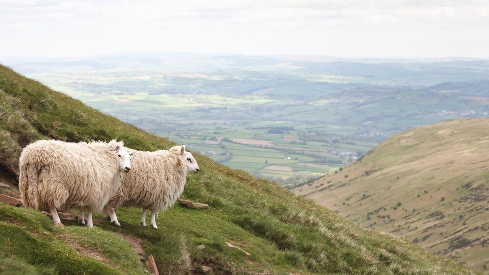 Sheep farming on hill