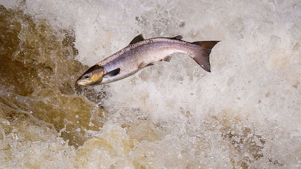 Migrating salmon