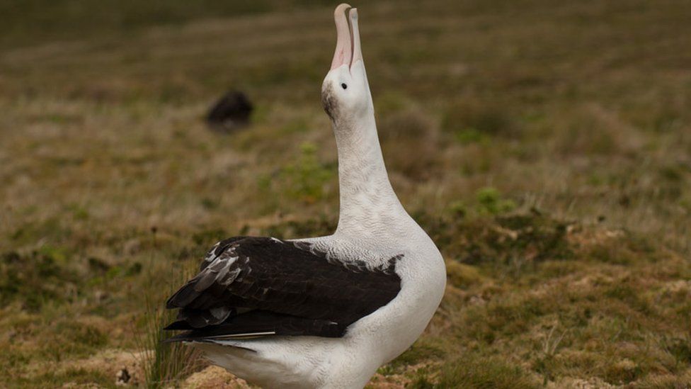 Giant Killer Mice Decimating Rare Seabirds