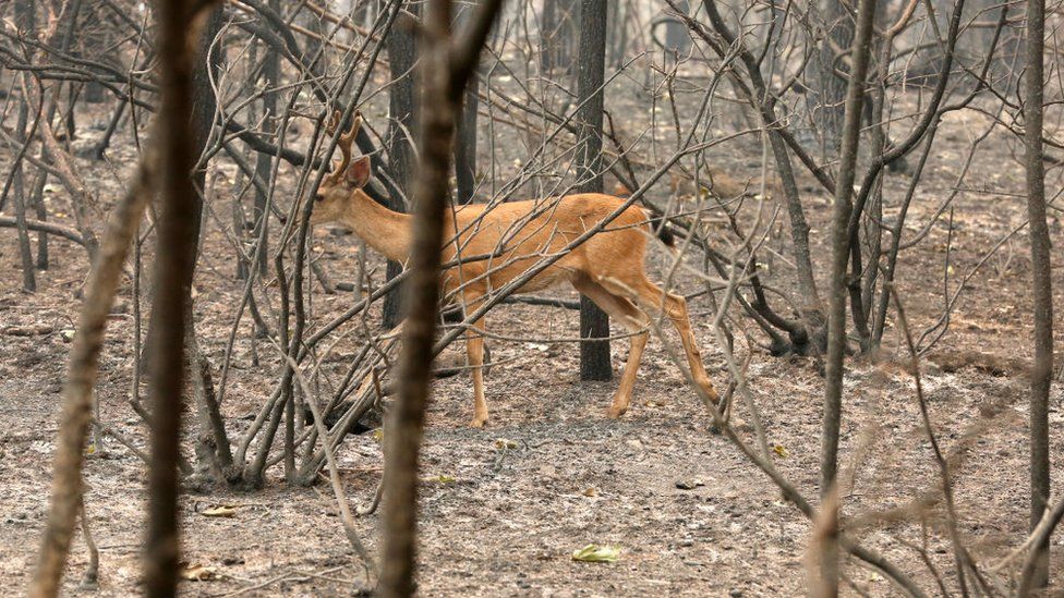 A deer walks in a forest that has already been burned near Redding, California