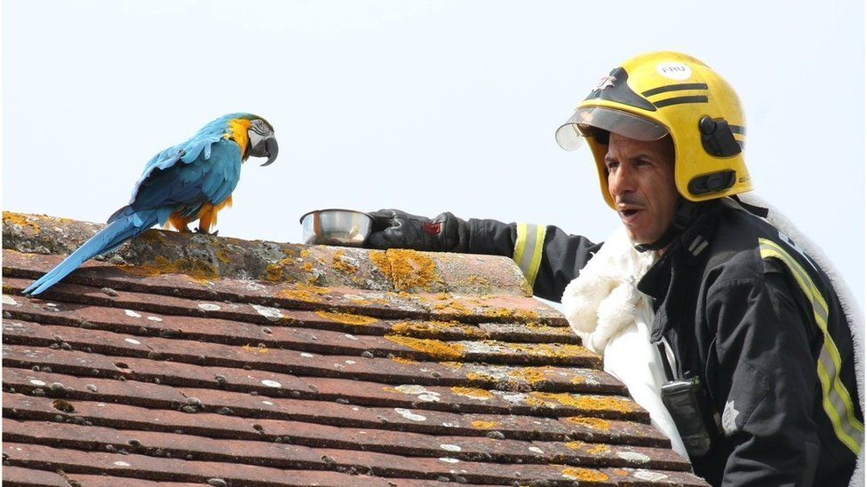 A firefighter tempts a parrot off a roof with a bowl of food