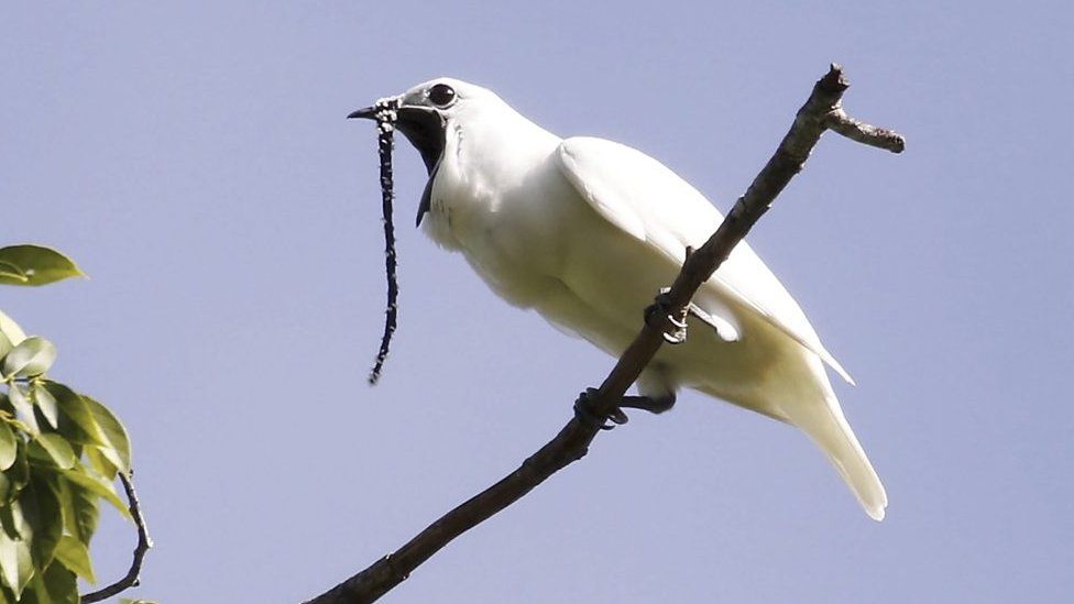 wHITE-BELLBIRD.