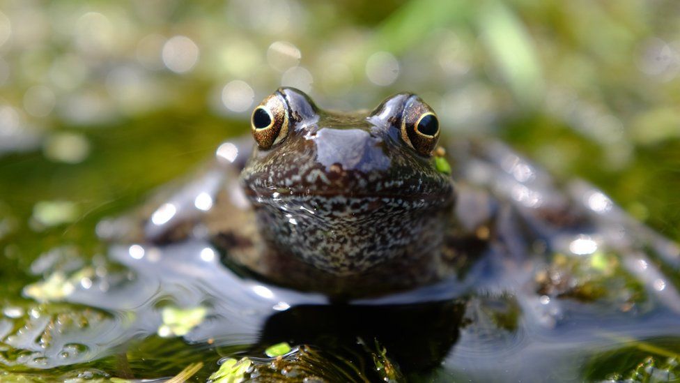 A common frog