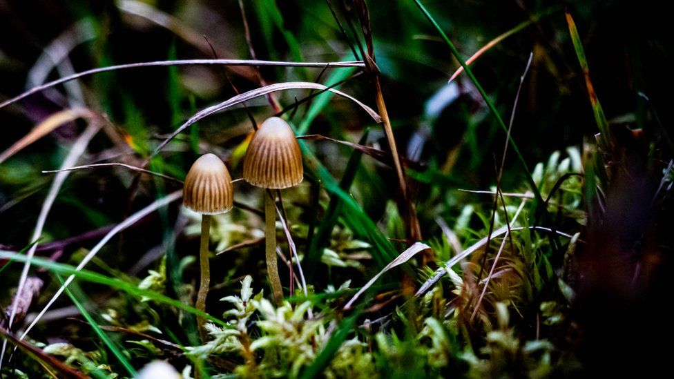 Либерти шапка грибов на лесной подстилке.