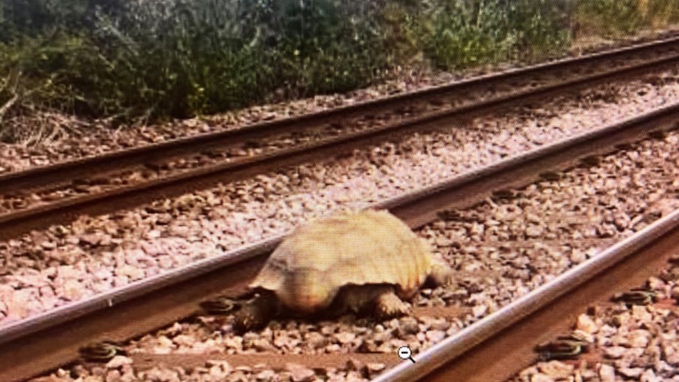 Tortoise on train track