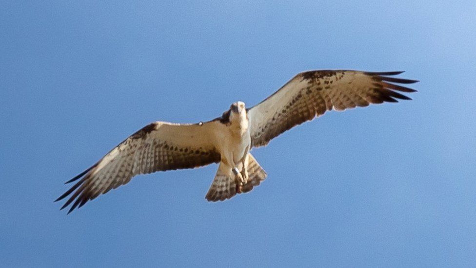 Ospreys breed at Belvoir Castle for first time in more than 200 years ...