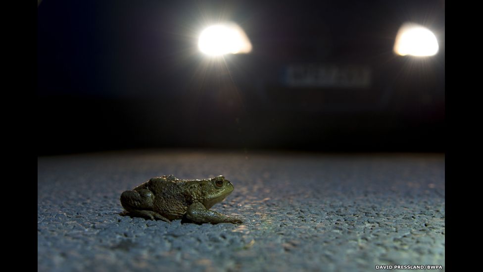 Still from series Toads on the Road